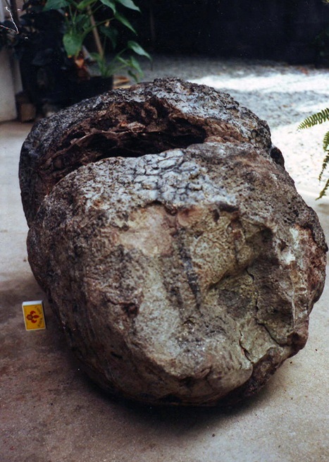 Ambergris We Buy And Sell Ambergris Buying Selling Ambergris
